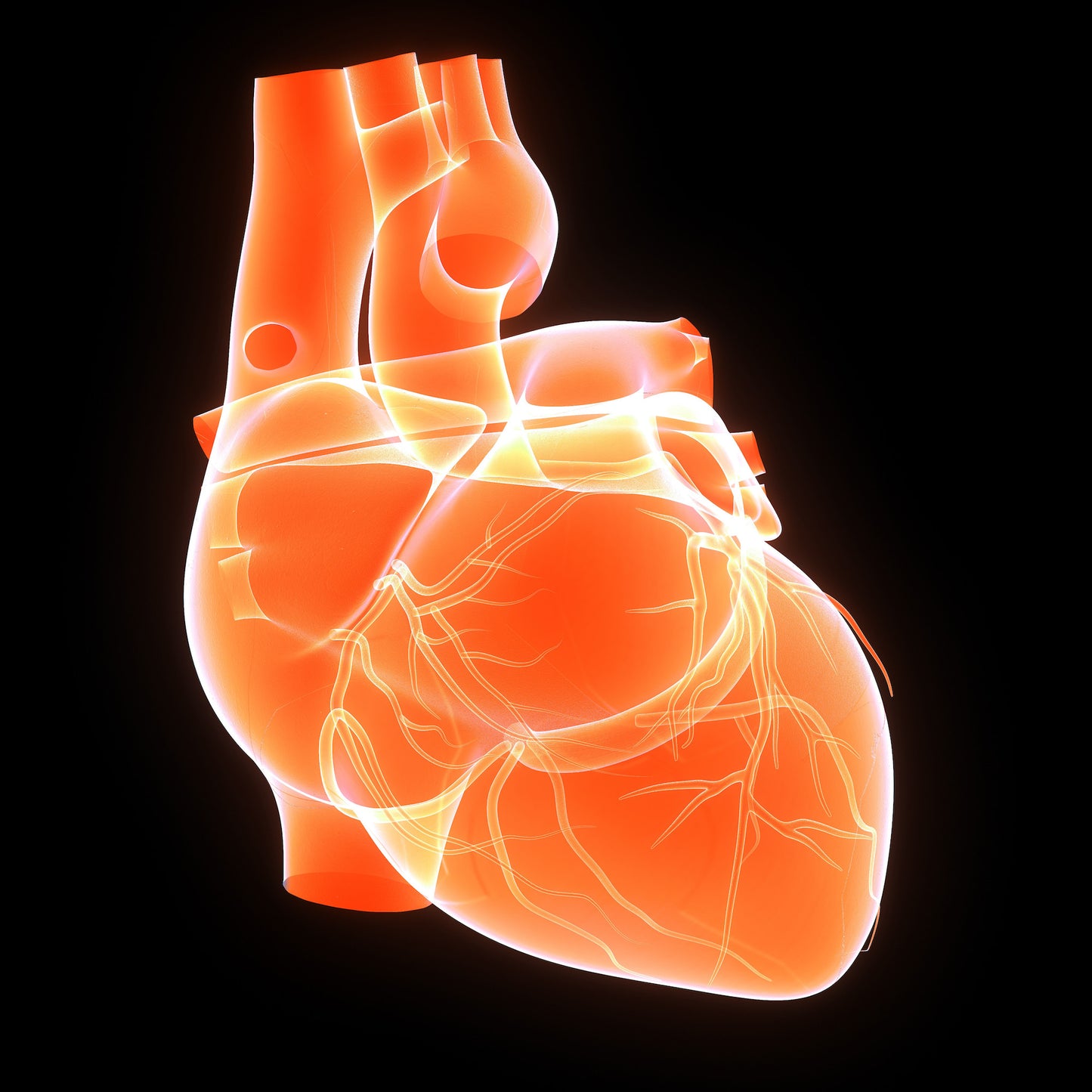 Ultraschall: Echokardiographie