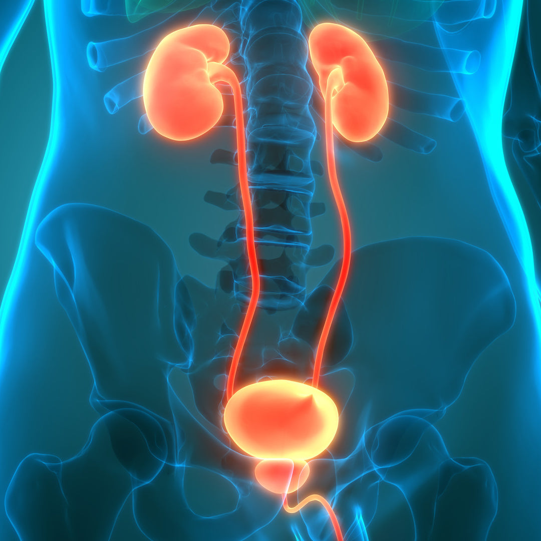 Ultraschall: Nieren und Harnwege