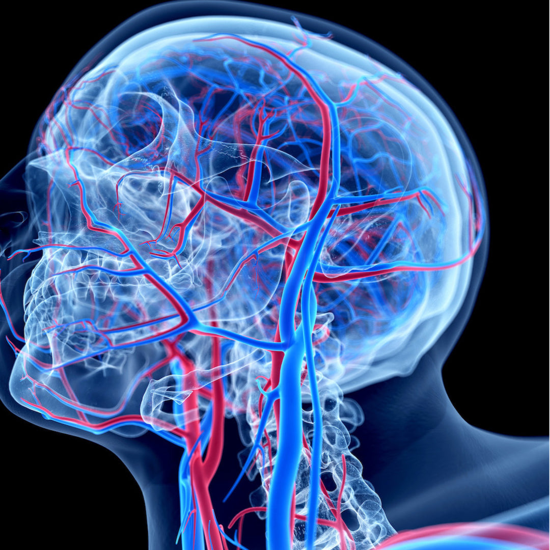 Ultraschall: Halsschlagadern