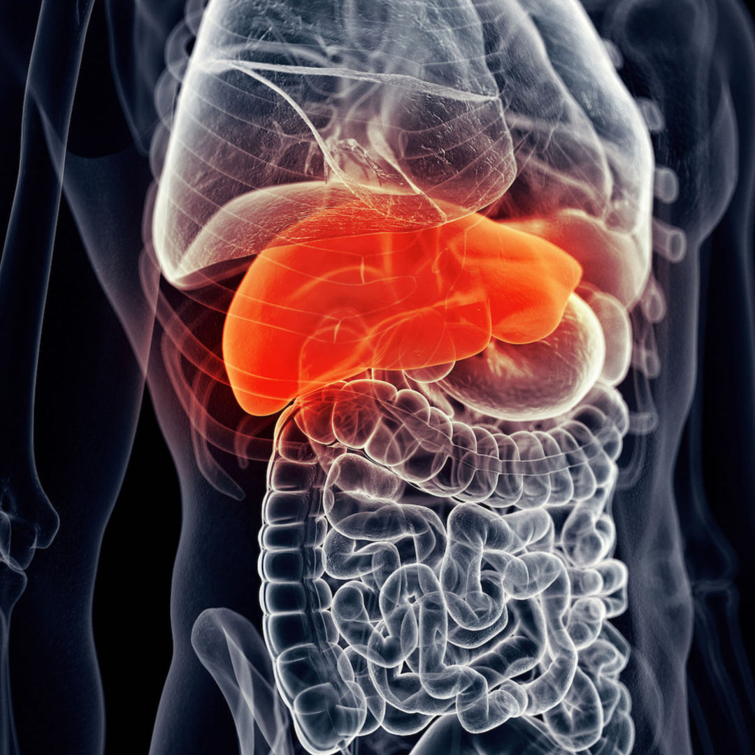 Ultraschall: Bauchorgane