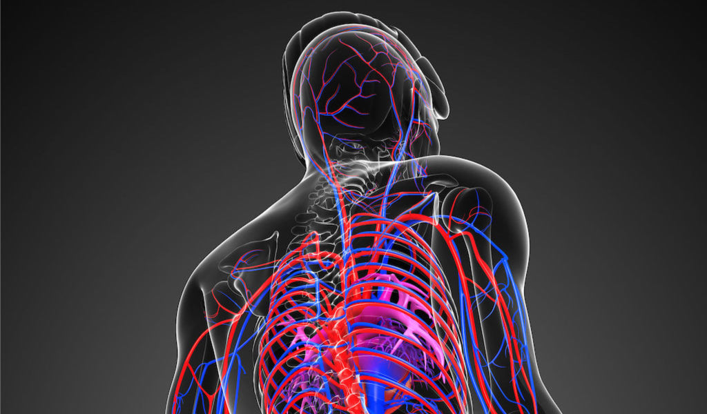 Synthetic ppg generation from haemodynamic model with baroreflex autoregulation: a digital twin of cardiovascular system