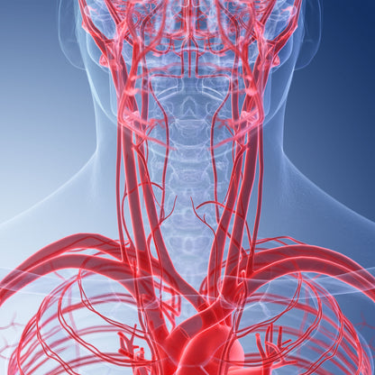 Ultraschall: Halsschlagadern