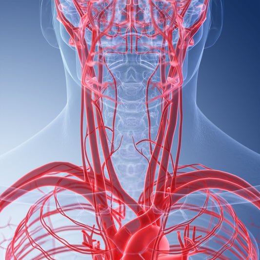 Ultraschall: Halsschlagadern