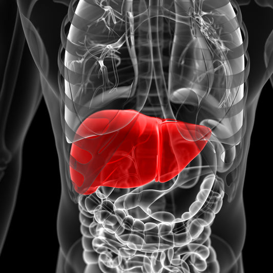 Labor - Leberscreening