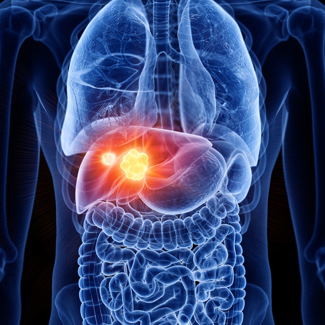 Ultraschall: Leber und Gallenblase