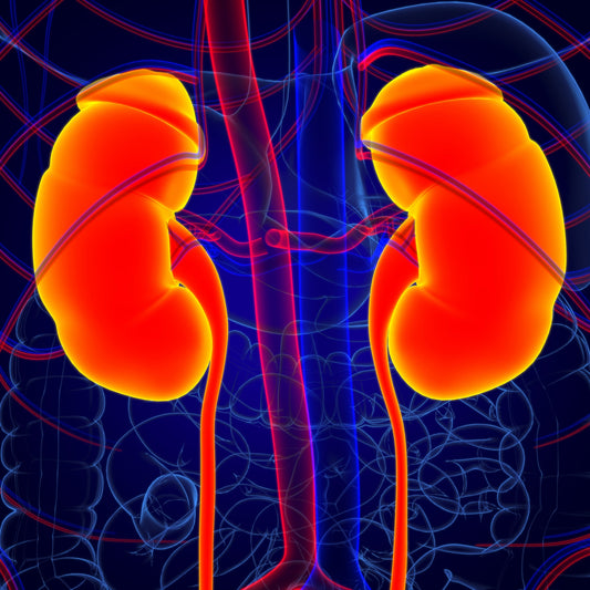 Labor - Nierenscreening