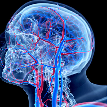 Ultraschall: Halsschlagadern